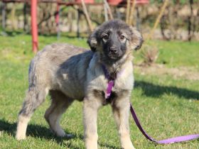 Adina sucht ihr zu Hause..