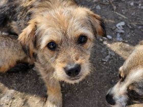 Ceviche und ihre Schwester Barlie, klein, freundlich, 1 Jahr alt suchen ein Zuhause