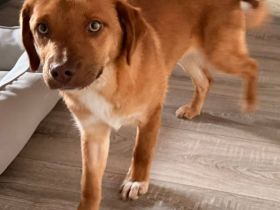 Schmitz-Backes, ein junger Kerl, verspielt und lebendig, sucht eine Familie, die ihm die Welt zeigt