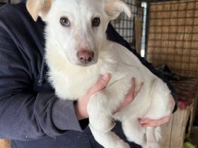 Sanfte und feinfühlige Lita sucht ihre Menschen