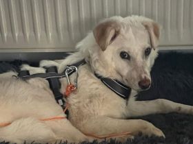 Sanfte und feinfühlige Lita sucht ihre Menschen