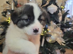 Flauschiger, liebenswerter Jiminy sucht Familienanschluss