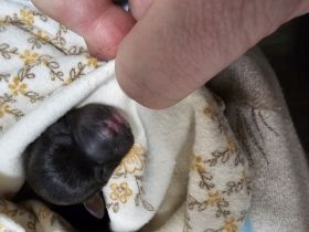 Yorkshire Terrier zu verkaufen