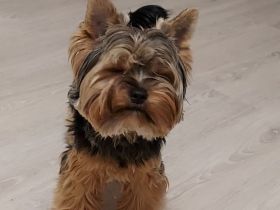 Yorkshire Terrier zu verkaufen