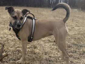 Xenia - fröhliche, liebe Hündin