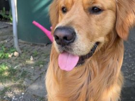 Golden Retriver Balou, 3 Jahre, sucht liebevolles Zuhause