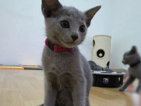 Wunderschöne Russisch Blau Kitten, Reinrassig, Stammbaum, Züchter
