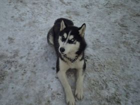 Scout ist bereit für seine Familie