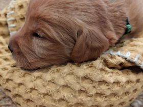 Labradoodle-Welpen: Update 13.03.2026 Geschlechter bekannt & neue Bilder