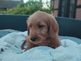 Labradoodle Welpen schwarz & braun