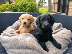 Labradoodle Welpen schwarz & braun (Update 04.04.): Jetzt Besuchstermin zu Ostern vereinbaren