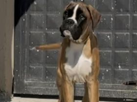 Der kleine Heston ist noch auf der Suche nach seinem Lieblingsmensch FCI Ahnentafel