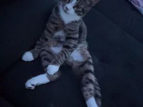 Junger Kater (geb. August 2025) sucht neues Zuhause