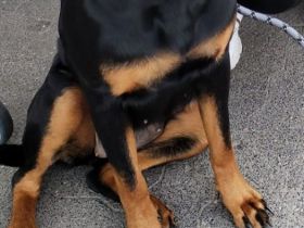 verkaufe Rottweilerdame