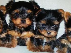 Yorkshire Terrier Welpen