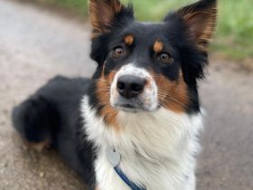 Elsa in 73655 Plüderhausen sucht ihr Für-immer-Zuhause