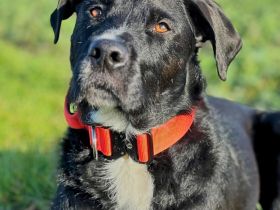 Elmo in 04205 Leipzig sucht sein Für-immer-Zuhause