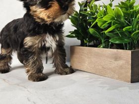 Yorkshire Terrier