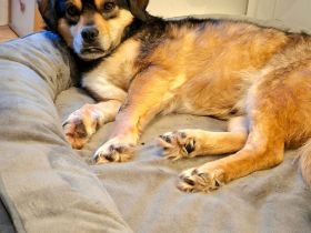 Torgal auf Pflegestelle in 55411 Bingen sucht sein Für-immer-Zuhause