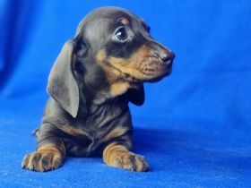 Dackel Welpen