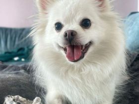 Mia in 10243 Berlin sucht ihr Für-immer-Zuhause