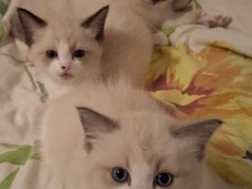 Ragdoll-Siam Kätzchen