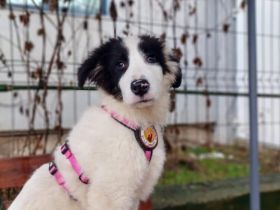 Diva sucht ein ländliches Zuhause