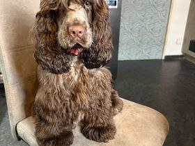 Engl. Cocker Mädchen