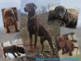 American Staffordshire x Dobermann Welpen