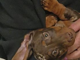 Zwergdackel Welpe sucht dringend ein Zuhause