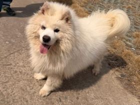 Samojedenrüde Sämy