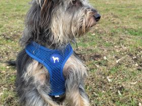 Terrier-Schnauzermischling Rüde