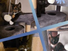 Süße BKH-Siam Mix Kitten suchen ein neues Zuhause