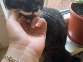 Ich gebe meine 7 monatige Katze Bella ab