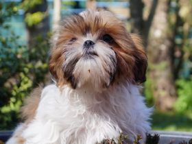 Schöne Havaneser Shih Tzu Mixwelpen vom Züchter
