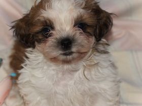 Schöne Havaneser Shih Tzu Mixwelpen vom Züchter