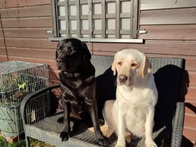 Labradorwelpen aus Hobbyzucht