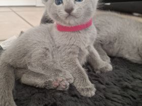 Reinrassige russisch blau kitten
