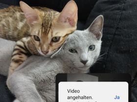 Ein kleiner Prinz sucht noch ein zuhause.