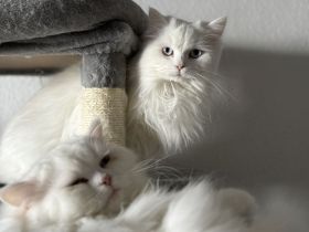 🐾 2 junge Perser-Siam-Mix Katzen (Geschwister) – nur zusammen abzugeben 🐾