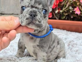 Französische Bulldoggen Welpen.