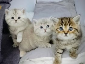 Süße BKH Tabby Kitten, Katzenbaby, Britisch Kurzhaar Katze, Kätzchen