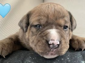 Miniatur Bullterrier – Old Englisch, Bulldog Mix