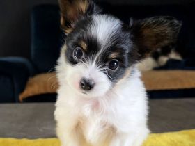 Kontinentales Spaniel Miniature Papillon