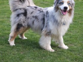 Australien Shepherd deckrüde