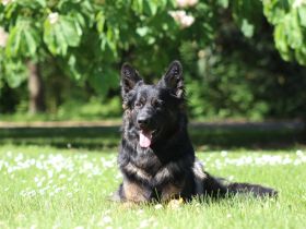 Deckrüde Zeus vom schwarzen Traum