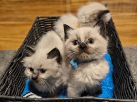 Wunderschöne Ragdoll kitten