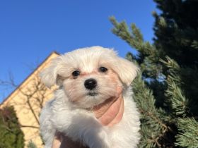 Malteser Welpen – 4 süße Rüden suchen liebevolles Zuhause