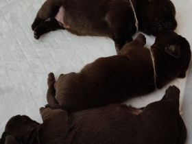 Labrador Welpen abzugeben