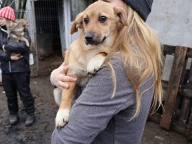 Pompom, ein wahres Goldstück!